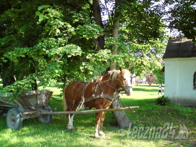 Łęczna