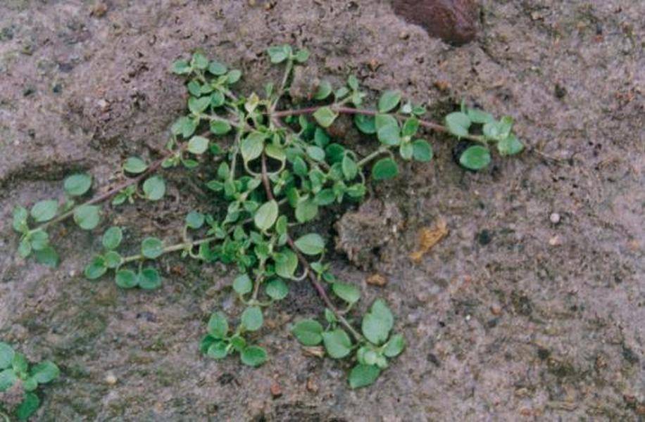 gwiazdnica pospolita