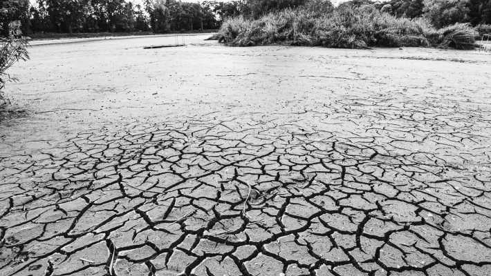 Mieszkańcy chcą więcej zieleni i retencji. Miasto pokazało raport z konsultacji planu adaptacji do zmian klimatu