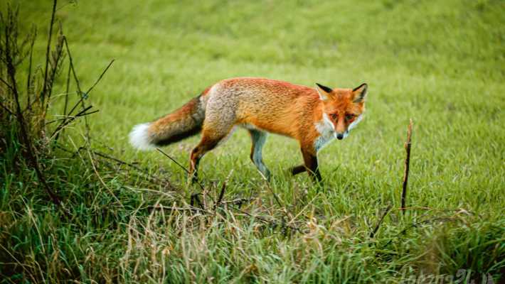 Wiosenna akcja szczepień lisów przeciwko wściekliźnie na Lubelszczyźnie